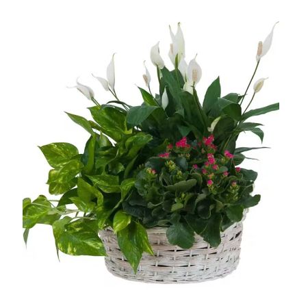 Morningside Florist Rancho Cordova - This Natural basket is filled with beautiful green and blooming plants. Color of Basket may vary.