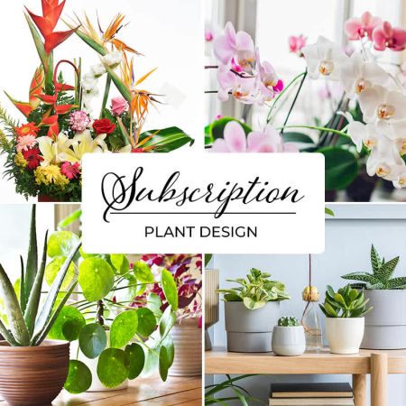Morningside Florist Rancho Cordova - Looking for a creative way to deliver a breath of fresh air to family and friends? Subscribe to a monthly plant delivery - either to the same recipient, a variety of friends and associates, or even for yourself. Remind them how much you care with a proven strategy to improve mood, reduce stress and improve air quality! 