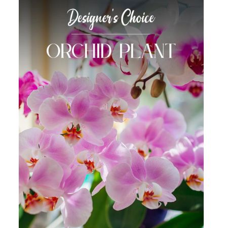 Morningside Florist Rancho Cordova - Our Designer\u2019s Choice approach ensures that you receive the freshest and most striking orchids available, tailored to suit your preferences and the season\u2019s best offerings. The delicate, long-lasting blooms and lush green leaves create a serene and luxurious ambiance, making them an ideal gift or a personal indulgence.