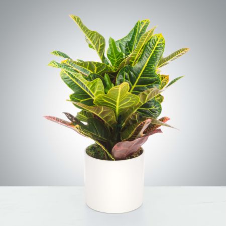 Morningside Florist Rancho Cordova - Garden croton's stunning leaves make this plant a great addition to any home. They require bright light and you can judge the water needs by if new leaves are wilting. A great gift for a variety of occasions, a croton plant is the perfect present for any occasion.