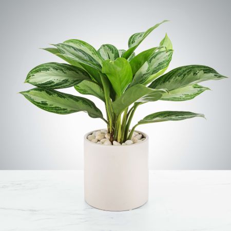 Morningside Florist Rancho Cordova - A great plant for beginners and for your friend that loves plants.