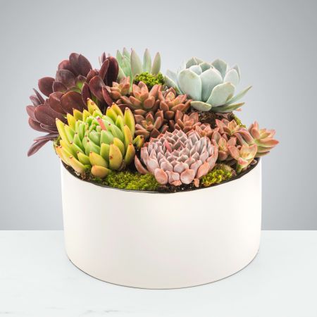 Morningside Florist Rancho Cordova - Everybody loves succulents! Send them to brighten up a new desk or home. Perfect for a Housewarming gift, Thinking of You, Father's Day or to celebrate a new job. Please note that each Chic Succulent Garden is unique and may vary slightly in regards to appearance and planter, but will be of high quality.