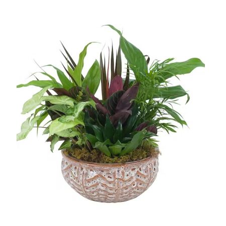Morningside Florist Rancho Cordova - A variety of green plants in a ceramic container.