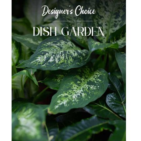 Morningside Florist Rancho Cordova - Pick a price point, and our expert designers will create a green plant dish garden for your special recipient.  Rejuvenate the home or office for any occasion, including expressions of thanks, congratulations, love, get well or even just because!