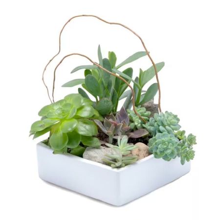 Morningside Florist Rancho Cordova - Popular and easy care succulents in a ceramic container make a stunning garden.   Container may vary depending on availability. Please note that each Stunning Succulent Garden is unique and may vary slightly in regards to appearance.