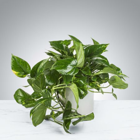 Morningside Florist Rancho Cordova - A large Pothos Plant that updates any living space. Pothos Plant's are known to remove toxins from the air and don't need to be watered frequently. APPROXIMATE DIMENSIONS: 16\