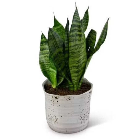 Morningside Florist Rancho Cordova - The Snake Plant is also known as the Mother In Laws Tongue. Native to South Africa, this plant will grow great both indoors and outdoors. Container may vary.