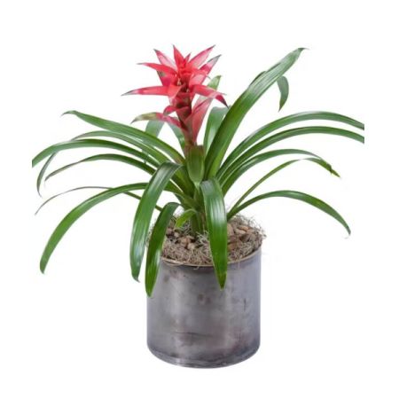 Morningside Florist Rancho Cordova - This Deluxe 6' bromeliad plant will add a unique tropical feel to any decor and will also add a wonderful look to any home or office. Container may vary.

The premium size will contain two-6' plants and one 4' size in one container creatively decorated.
