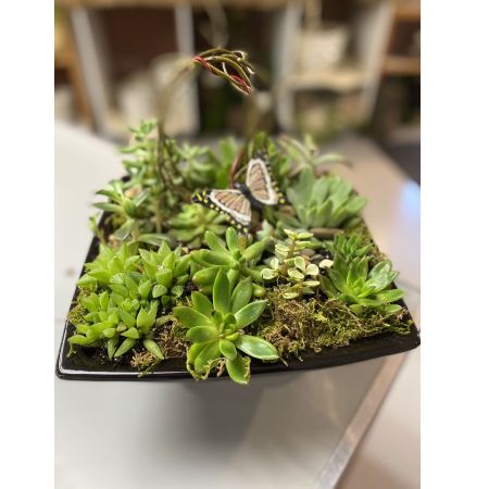 Morningside Florist Rancho Cordova - Beautiful variety of Succulent plants in a creative garden adorned with a fun Butterfly.
