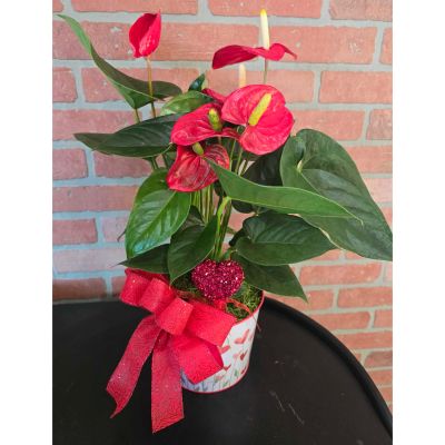 Morningside Florist Rancho Cordova - Add a splash of exotic luxury to your space with the Anthurium. Famous for its glossy, heart-shaped "flowers" and waxy emerald foliage, this tropical beauty is a symbol of hospitality that blooms nearly year-round. It’s the perfect low-maintenance statement piece for anyone craving a permanent pop of color.