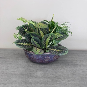 Blooms of Wayne Wayne - Bring a touch of serene beauty indoors with our Ceramic Dish Garden. This charming low-maintenance arrangement features a delightful array of small vibrant plants nestled within a stylish 10-inch ceramic dish. Imagine the soft cool texture of the glazed ceramic against the varied forms of the greenery - The plants offer a calming palette of greens often accented with subtle hues of purple gray and even blush tones depending on the season.                                                                                                                                                                                                                                                                                                                                                                                                                                                                                                                             