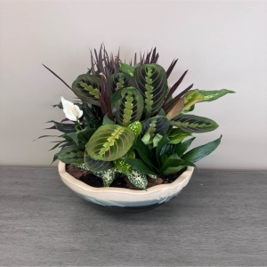 Blooms of Wayne Wayne - Bring a touch of serene beauty indoors with our exquisite Ceramic Dish Garden. This captivating 12-inch arrangement is a miniature landscape of tranquility perfect for adding a vibrant living accent to any space. Imagine the soft rounded leaves and unique forms bringing a sense of peacefulness to your home or office – a little slice of nature to brighten your day. It's an effortless way to introduce the restorative benefits of greenery into a loved one’s life requiring minimal care while maximizing visual impact. The smooth cool ceramic container complements the organic shapes of the plants creating a harmonious blend of natural and crafted elements. Enjoy the quiet elegance and enduring freshness of this delightful low-maintenance garden. It's a stunning self-contained ecosystem that’s both beautiful and easy to love.