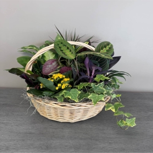 Blooms of Wayne Wayne - Bring a touch of serene beauty indoors with our exquisite Dish Garden in a charming 12-inch handled basket. This delightful arrangement isn't just a plant; it's a miniature landscape designed to brighten any space and lift spirits. A curated selection of lush low-maintenance plants cascade over the sides of the woven basket creating a captivating display of textures and colors. Imagine this garden gracing a windowsill adding a calming presence to a home office or serving as a thoughtful 'get well soon' gift. The cool smooth leaves and vibrant floral hues evoke a sense of tranquility while the easy-care nature of the plants makes it perfect for anyone even those without a green thumb. This isn't simply a gift of flowers - it’s a symbol of enduring friendship heartfelt sympathy or simply a beautiful way to say ‘thinking of you.’ The natural fiber basket adds a rustic yet elegant touch complementing any décor. This living art piece is a lasting expression of care and affection.