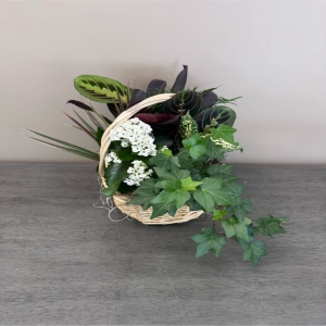 Blooms of Wayne Wayne - Bring a touch of tranquil greenery into any space with our exquisite Dish Garden in a Handled Basket. This charming collection of miniature plants nestled within a rustic 10-inch woven basket offers a refreshing burst of natural beauty. Imagine the soft texture of the varied leaves – from the vibrant greens of the Fittonia to the playful spikes of the Dracaena – inviting a calming presence to a home office kitchen windowsill or bedside table.  Each plant is carefully selected for its unique form and resilience creating a harmonious miniature landscape. The warm earthy tones of the basket complement the lush foliage making it a delightful accent piece for any decor.  This low-maintenance garden is the perfect 'thinking of you' gift for a friend a comforting expression of sympathy or a lovely way to brighten someone’s day. It’s more than just a plant; it’s a living work of art that breathes life and serenity into any environment. Enjoy the subtle fragrance and the peaceful energy this little garden provides effortlessly enhancing well-being and adding a touch of nature's grace.