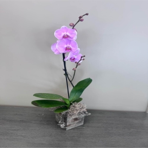 Blooms of Wayne Wayne - Bring the serene beauty of nature indoors with our exquisite Single Orchid in Wooden Planter. A single pristine orchid bloom delicate and graceful rests comfortably within a warm rustic wooden planter. The flower's petals a soft whisper of color seem to glow with an inner light offering a touch of understated elegance to any space.  Imagine this orchid brightening a home office adding a calming presence to a bedroom or serving as a thoughtful gesture of sympathy appreciation or simply 'thinking of you'. The natural wood grain of the planter complements the organic form of the orchid creating a harmonious blend of textures that feels both modern and timeless.  It’s a living expression of refined taste a quiet luxury that elevates the everyday.  This single orchid is more than just a plant; it’s a moment of tranquility a breath of fresh air and a lasting symbol of beauty.