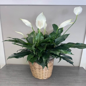 Blooms of Wayne Wayne - Bring a touch of serene elegance into your home or offer the gift of peaceful tranquility with our magnificent 10-inch Spathiphyllum beautifully presented in a woven basket. This classic peace lily boasts lush deep green foliage that creates a calming natural aesthetic.  Rising above the vibrant leaves are striking ivory-white blooms – spathes that gently unfurl adding a sophisticated air to any room. More than just a beautiful plant the Spathiphyllum is renowned for its air-purifying qualities helping to freshen and cleanse your living space.  Its graceful presence is perfect for brightening a dimly lit corner adding a touch of nature to an office or expressing sympathy congratulations or simply ‘thinking of you’ with a gift that truly lives on. The natural fiber basket complements the plant beautifully adding a rustic organic touch that fits seamlessly into any décor. Enjoy the quiet beauty and healthful benefits of this easy-care timeless classic.