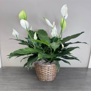 Blooms of Wayne Wayne - Bring the serenity of the rainforest into your home with our lush Spathiphyllum beautifully presented in an 8-inch woven basket. This elegant Peace Lily boasts rich glossy dark green foliage that gracefully arcs outwards offering a calming visual texture.  Pure white hooded flowers – the spathes – emerge from the leaves adding a touch of sophisticated beauty and a subtle fresh fragrance.  More than just a plant it’s an air-purifying powerhouse quietly removing toxins to create a healthier more tranquil living space. Imagine this stunning arrangement brightening a dimly lit corner or as a thoughtful gift expressing sympathy congratulations or simply ‘thinking of you’.  The natural weave of the basket complements the plant's organic form making it a seamless addition to any décor.  Easy to care for and long-lasting this Spathiphyllum is a symbol of peace hope and renewal providing beauty and wellbeing for years to come. 