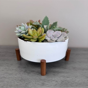 Blooms of Wayne Wayne - A variety of simple to care for succulents nestled gently in a ceramic footed container. The perfect way to bring the outdoors inside.
