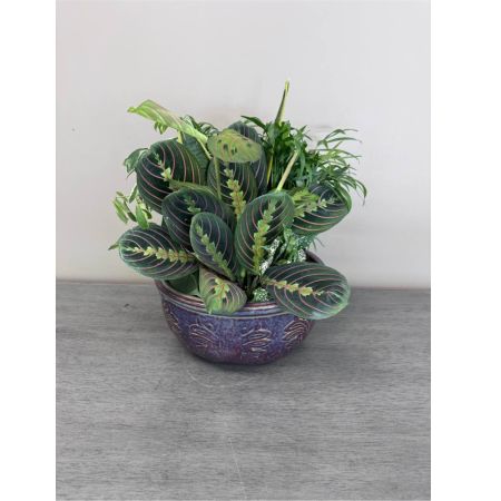 Blooms of Wayne Wayne - Bring a touch of serene beauty indoors with our Ceramic Dish Garden. This charming low-maintenance arrangement features a delightful array of small vibrant plants nestled within a stylish 10-inch ceramic dish. Imagine the soft cool texture of the glazed ceramic against the varied forms of the greenery - The plants offer a calming palette of greens often accented with subtle hues of purple gray and even blush tones depending on the season.                                                                                                                                                                                                                                                                                                                                                                                                                                                                                                                             