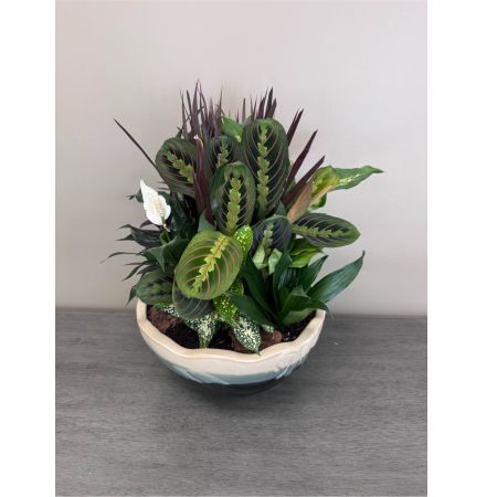 Blooms of Wayne Wayne - Bring a touch of serene beauty indoors with our exquisite Ceramic Dish Garden. This captivating 12-inch arrangement is a miniature landscape of tranquility perfect for adding a vibrant living accent to any space. Imagine the soft rounded leaves and unique forms bringing a sense of peacefulness to your home or office – a little slice of nature to brighten your day. It's an effortless way to introduce the restorative benefits of greenery into a loved one’s life requiring minimal care while maximizing visual impact. The smooth cool ceramic container complements the organic shapes of the plants creating a harmonious blend of natural and crafted elements. Enjoy the quiet elegance and enduring freshness of this delightful low-maintenance garden. It's a stunning self-contained ecosystem that’s both beautiful and easy to love.