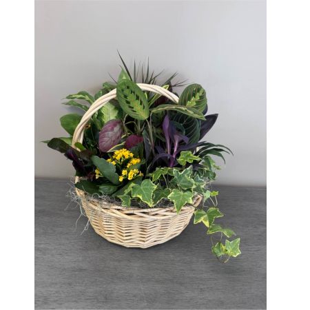 Blooms of Wayne Wayne - Bring a touch of serene beauty indoors with our exquisite Dish Garden in a charming 12-inch handled basket. This delightful arrangement isn't just a plant; it's a miniature landscape designed to brighten any space and lift spirits. A curated selection of lush low-maintenance plants cascade over the sides of the woven basket creating a captivating display of textures and colors. Imagine this garden gracing a windowsill adding a calming presence to a home office or serving as a thoughtful 'get well soon' gift. The cool smooth leaves and vibrant floral hues evoke a sense of tranquility while the easy-care nature of the plants makes it perfect for anyone even those without a green thumb. This isn't simply a gift of flowers - it’s a symbol of enduring friendship heartfelt sympathy or simply a beautiful way to say ‘thinking of you.’ The natural fiber basket adds a rustic yet elegant touch complementing any décor. This living art piece is a lasting expression of care and affection.