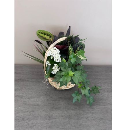 Blooms of Wayne Wayne - Bring a touch of tranquil greenery into any space with our exquisite Dish Garden in a Handled Basket. This charming collection of miniature plants nestled within a rustic 10-inch woven basket offers a refreshing burst of natural beauty. Imagine the soft texture of the varied leaves – from the vibrant greens of the Fittonia to the playful spikes of the Dracaena – inviting a calming presence to a home office kitchen windowsill or bedside table.  Each plant is carefully selected for its unique form and resilience creating a harmonious miniature landscape. The warm earthy tones of the basket complement the lush foliage making it a delightful accent piece for any decor.  This low-maintenance garden is the perfect 'thinking of you' gift for a friend a comforting expression of sympathy or a lovely way to brighten someone’s day. It’s more than just a plant; it’s a living work of art that breathes life and serenity into any environment. Enjoy the subtle fragrance and the peaceful energy this little garden provides effortlessly enhancing well-being and adding a touch of nature's grace.