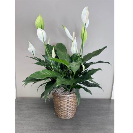 Blooms of Wayne Wayne - Bring the serenity of the rainforest into your home with our lush Spathiphyllum beautifully presented in an 8-inch woven basket. This elegant Peace Lily boasts rich glossy dark green foliage that gracefully arcs outwards offering a calming visual texture.  Pure white hooded flowers – the spathes – emerge from the leaves adding a touch of sophisticated beauty and a subtle fresh fragrance.  More than just a plant it’s an air-purifying powerhouse quietly removing toxins to create a healthier more tranquil living space. Imagine this stunning arrangement brightening a dimly lit corner or as a thoughtful gift expressing sympathy congratulations or simply ‘thinking of you’.  The natural weave of the basket complements the plant's organic form making it a seamless addition to any décor.  Easy to care for and long-lasting this Spathiphyllum is a symbol of peace hope and renewal providing beauty and wellbeing for years to come. 