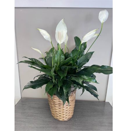 Blooms of Wayne Wayne - Bring a touch of serene elegance into your home or offer the gift of peaceful tranquility with our magnificent 10-inch Spathiphyllum beautifully presented in a woven basket. This classic peace lily boasts lush deep green foliage that creates a calming natural aesthetic.  Rising above the vibrant leaves are striking ivory-white blooms – spathes that gently unfurl adding a sophisticated air to any room. More than just a beautiful plant the Spathiphyllum is renowned for its air-purifying qualities helping to freshen and cleanse your living space.  Its graceful presence is perfect for brightening a dimly lit corner adding a touch of nature to an office or expressing sympathy congratulations or simply ‘thinking of you’ with a gift that truly lives on. The natural fiber basket complements the plant beautifully adding a rustic organic touch that fits seamlessly into any décor. Enjoy the quiet beauty and healthful benefits of this easy-care timeless classic.