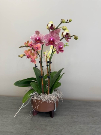 Blooms of Wayne Wayne - Immerse yourself in the warm embrace of 'Coppertone Orchids' a stunning floral arrangement designed to evoke feelings of sophisticated tranquility. This masterpiece features lush Phalaenopsis orchids carefully selected for their abundant blooms and delicate structure. Each petal seems to glow with a soft apricot hue reminiscent of a sun-kissed afternoon. The arrangement is thoughtfully balanced with graceful lines and subtle greenery creating a harmonious composition that breathes life into any space.  Imagine these orchids gracing a cherished table, adding a touch of refined beauty to a living room or offering a comforting presence during quiet moments. ‘Coppertone Orchids’ are more than just flowers; they’re a gesture of warmth gratitude and lasting affection – perfect for birthdays, joy anniversaries or simply to brighten someone’s day with an unexpected elegant surprise.  Send a feeling of radiant joy with this exceptional orchid display.