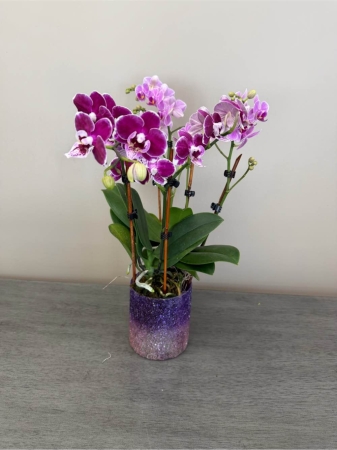 Blooms of Wayne Wayne - Escape to tranquility with 'Dreaming of Paradise' a stunning floral arrangement designed to evoke the serenity of a tropical getaway. Soft cascading blooms create a sense of effortless beauty perfect for brightening a loved one’s day or adding a touch of relaxed elegance to your own home. Imagine the gentle fragrance filling a room transforming any space into a peaceful oasis. This arrangement is more than just flowers; it's a moment of calm a burst of sunshine a whispered wish for happiness. Send the gift of peace and joy with ‘Dreaming of Paradise’ – because everyone deserves a little slice of heaven.