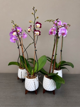 Blooms of Wayne Wayne - Elevate any space with the breathtaking beauty of our Double Spike Purple Orchid arrangement. Two majestic orchid spikes bursting with richly hued purple blooms create a display of sophisticated grace. Each delicate petal seems to unfurl with an ethereal quality promising tranquility and lasting elegance. The orchids are nestled within a beautifully crafted footed ceramic vase adding a touch of timeless charm and stability to the composition. Imagine this striking arrangement gracing your dining table, bringing a sense of calm to a home office or offering a gesture of profound appreciation to someone special. This isn’t simply a gift of flowers; it's a moment of serenity a symbol of luxury and a lasting expression of affection. Perfect for birthdays anniversaries or simply to brighten someone’s day. Our purple orchids are known for their longevity and vibrant color ensuring a long-lasting impression.