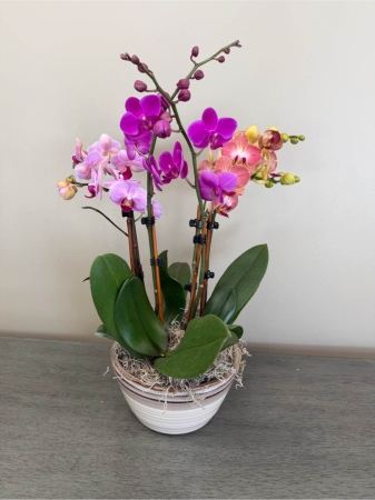 Blooms of Wayne Wayne - Escape to tranquility with 'Bring Me to Paradise' a breathtaking orchid arrangement designed to evoke the warmth and beauty of a tropical getaway. Imagine the sweet delicate fragrance filling a room, a burst of sunshine captured in every bloom. lush orchids intertwine creating a sense of joyful abundance. This isn't just a bouquet; it's a moment of serenity. Perfect for celebrating life’s special occasions, offering comfort or indulging in a little self-care ‘Bring Me to Paradise’ brings the exotic allure of the islands to any space. Fresh flower delivery guaranteed for lasting beauty. Send a piece of paradise today.