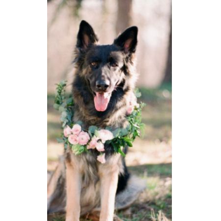 Log Cabin Florist Bakersfield - OUR PETS ARE LIKE OUR CHILDREN. INCLUDE YOUR MOST TRUSTED FRIEND IN THE WEDDING FESTIVITIES. THIS BEAUTIFUL FELLOW WAS PROUD AS PUNCH TO CARRY THE RINGS.
