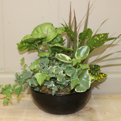 Dish Garden - Petite