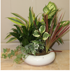 Dish Garden - Medium