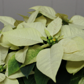 White Poinsettia - 6inch Alternative Image