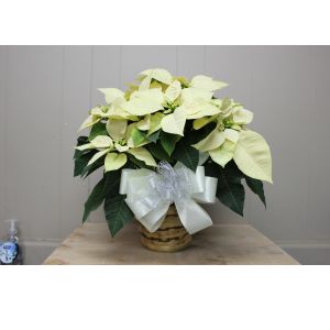 White Poinsettia - 6inch