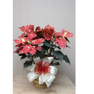 Jingle Bell Poinsettia - 6 inch