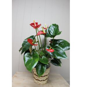 Anthurium Plant - Small