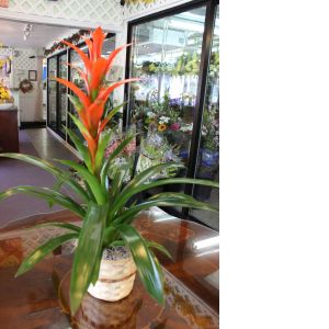 Bromeliad Plant 