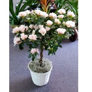 Azalea Topiary Medium
