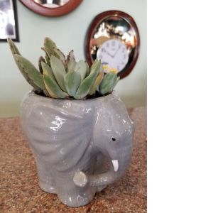 Elephant Succulent Planter