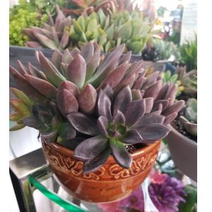 Earth-tone Succulent Planter