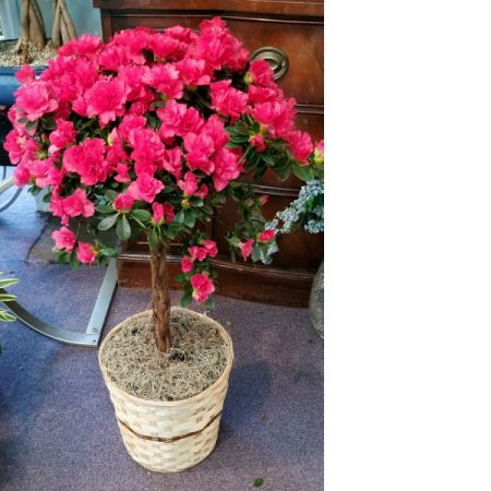 Azalea Topiary
