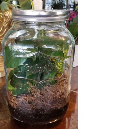 Giant Mason Jar Terrarium 