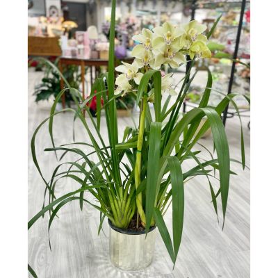 DiBella Flowers & Gifts Las Vegas - Large Cymbidium in gold pot