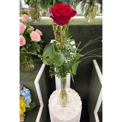 DiBella Flowers & Gifts Las Vegas - Single Rose Budvase IN THE COOLER 