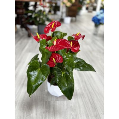DiBella Flowers & Gifts Las Vegas - Brighten your home or office instantly with the Anthurium 6-inch plant, now available for same day delivery in Las Vegas! Known for its striking, heart-shaped red blooms and glossy green leaves, the Anthurium (also called flamingo flower or laceleaf) brings a bold tropical touch and symbolizes lasting love and friendship.

This easy-care plant thrives in bright, indirect light and prefers humid conditions. Water when the top half of the soil is dry, and avoid direct sunlight for best results. With proper care, Anthurium blooms can last up to 40 days, making it a long-lasting and low-maintenance choice for any space.

Delivered fresh in a decorative pot, the Anthurium 6-inch plant is perfect as a unique gift or a stylish accent for your own décor. Order today for fast, reliable same day delivery anywhere in Las Vegas and enjoy the beauty of this tropical favorite without the wait!