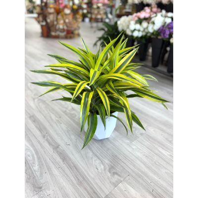 DiBella Flowers & Gifts Las Vegas - Brighten up your home with the vibrant hues of the Dracaena Fragrans 'Lemon Lime'. This stunning variety features wide, arching leaves with bold yellow and green stripes, creating a fresh, lively addition to any space. Ideal for both homes and offices, this plant thrives in moderate to bright indirect light and requires only occasional watering, making it a low-maintenance choice for plant lovers of all levels.
Order from DiBella Flowers for fast, reliable same-day delivery throughout Las Vegas, Henderson, Summerlin, and the surrounding areas. Surprise someone special or treat yourself to the beauty and freshness of a Dracaena Plant right to your door! 