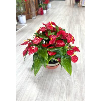 DiBella Flowers & Gifts Las Vegas - Bring vibrant elegance to your space with this stunning Anthurium plant, also known as the Flamingo Flower. Featuring glossy, heart-shaped leaves and vivid red spathes accented by striking yellow spadices, this tropical beauty adds a bold pop of color and a touch of exotic charm to any indoor setting.

Order from DiBella Flowers for fast, reliable, same-day delivery throughout Las Vegas, Henderson, Summerlin and the surrounding areas. Surprise, someone special or treat yourself to the beauty and freshness of an All Anthurium Planter right to your door! 